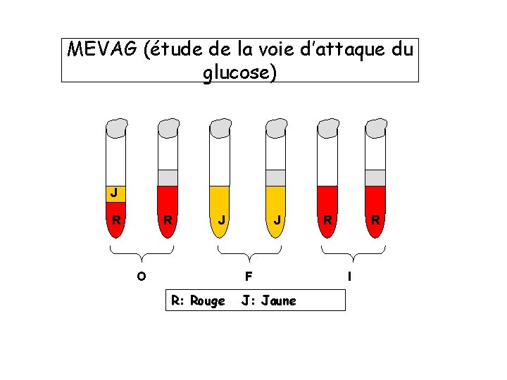 MEVAG (étude de la voie d’attaque du glucose) J R R J O J