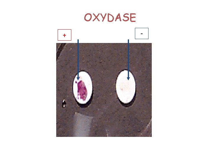 OXYDASE + - 