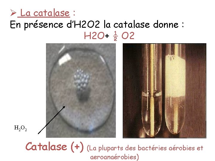 Ø La catalase : En présence d’H 2 O 2 la catalase donne :
