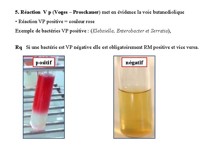 5. Réaction V p (Voges – Prosckauer) met en évidence la voie butanediolique •