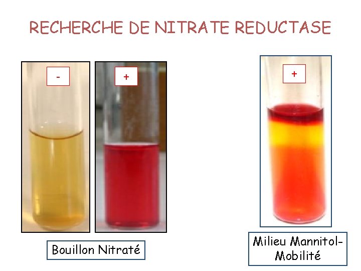 RECHERCHE DE NITRATE REDUCTASE - + Bouillon Nitraté + Milieu Mannitol. Mobilité 