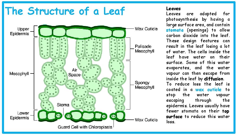 The Structure of a Leaf Leaves are adapted for photosynthesis by having a large