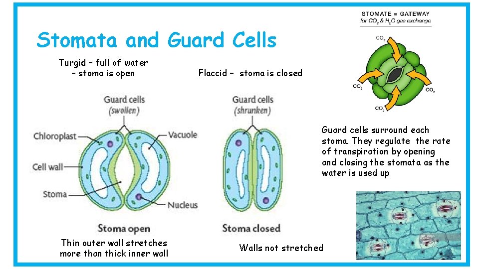 Stomata and Guard Cells Turgid – full of water – stoma is open Flaccid