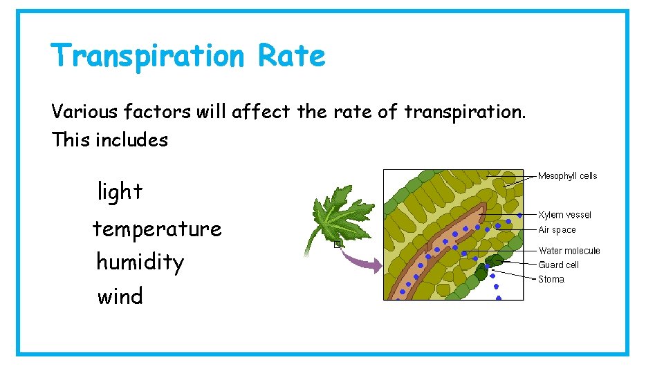 Transpiration Rate Various factors will affect the rate of transpiration. This includes light temperature