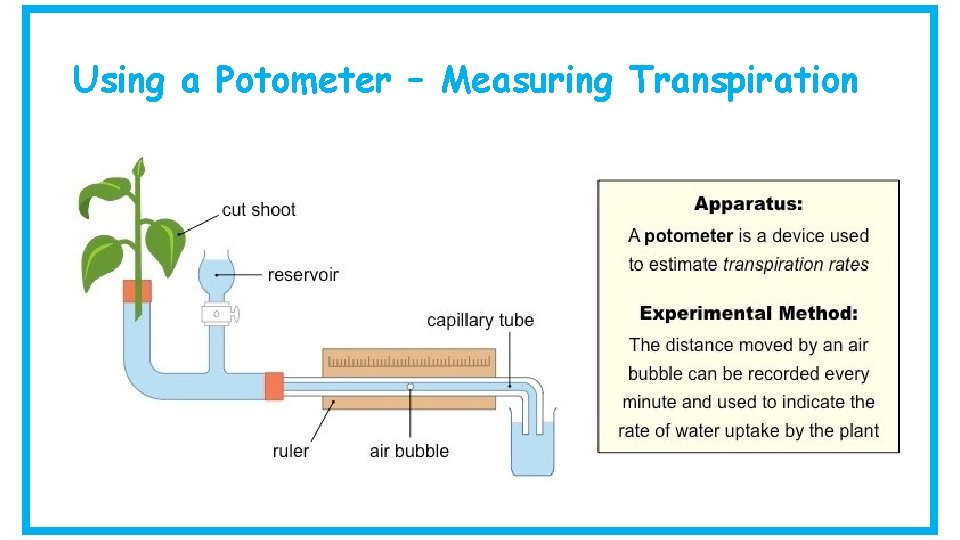 Using a Potometer – Measuring Transpiration 