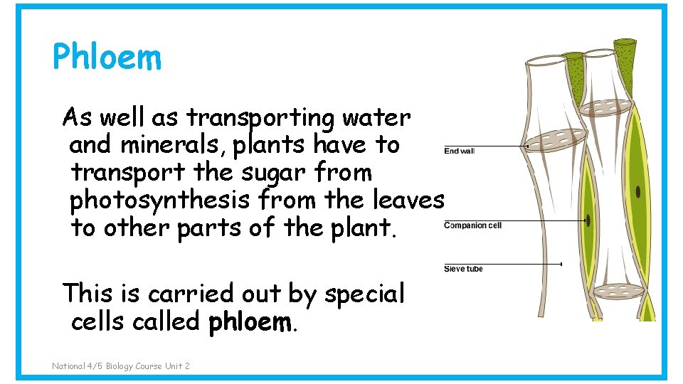 Phloem As well as transporting water and minerals, plants have to transport the sugar