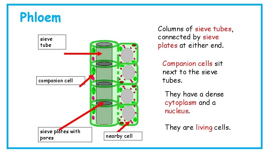 Phloem Columns of sieve tubes, connected by sieve plates at either end. sieve tube