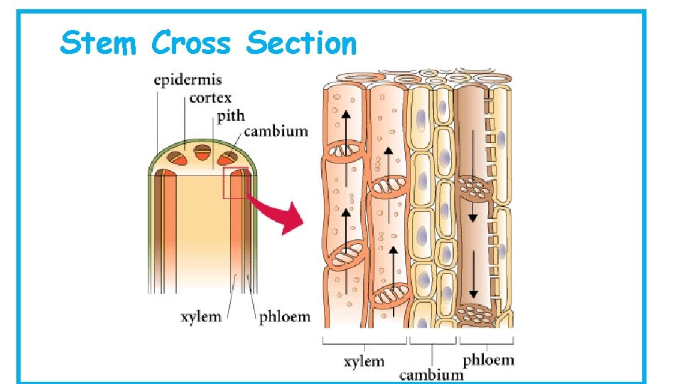 Stem Cross Section 
