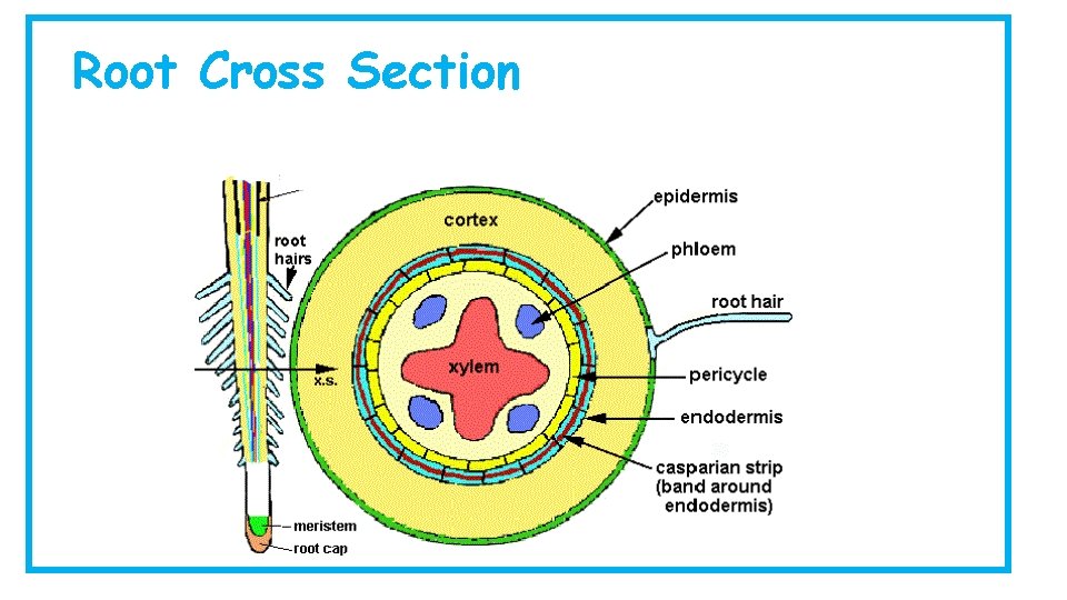 Root Cross Section 