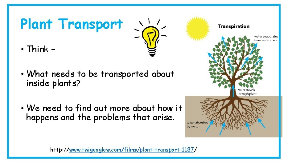 Plant Transport • Think – • What needs to be transported about inside plants?