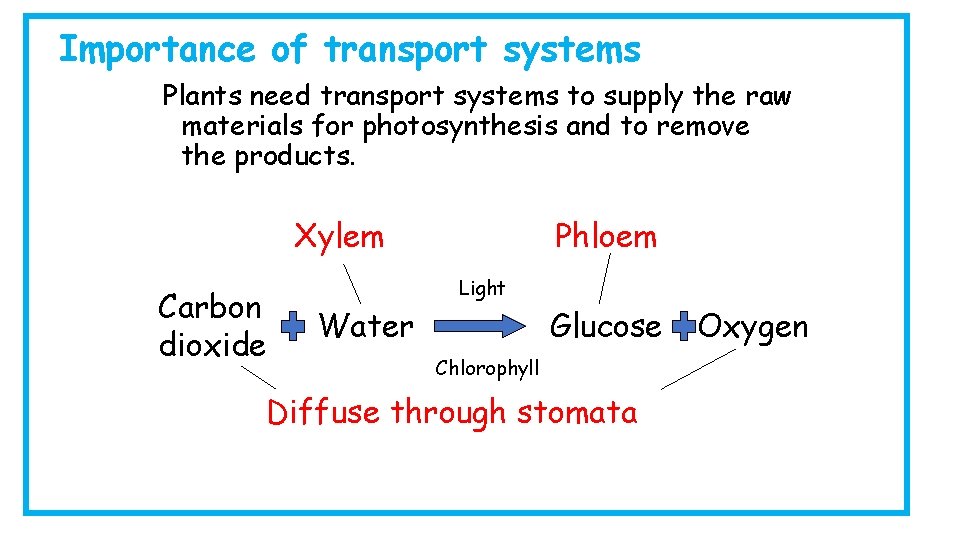 Importance of transport systems Plants need transport systems to supply the raw materials for