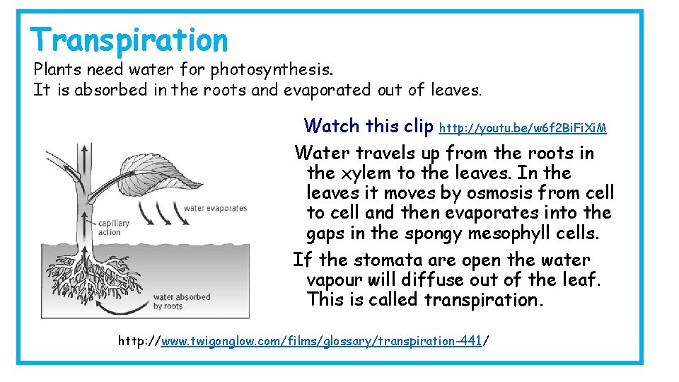 Transpiration Plants need water for photosynthesis. It is absorbed in the roots and evaporated