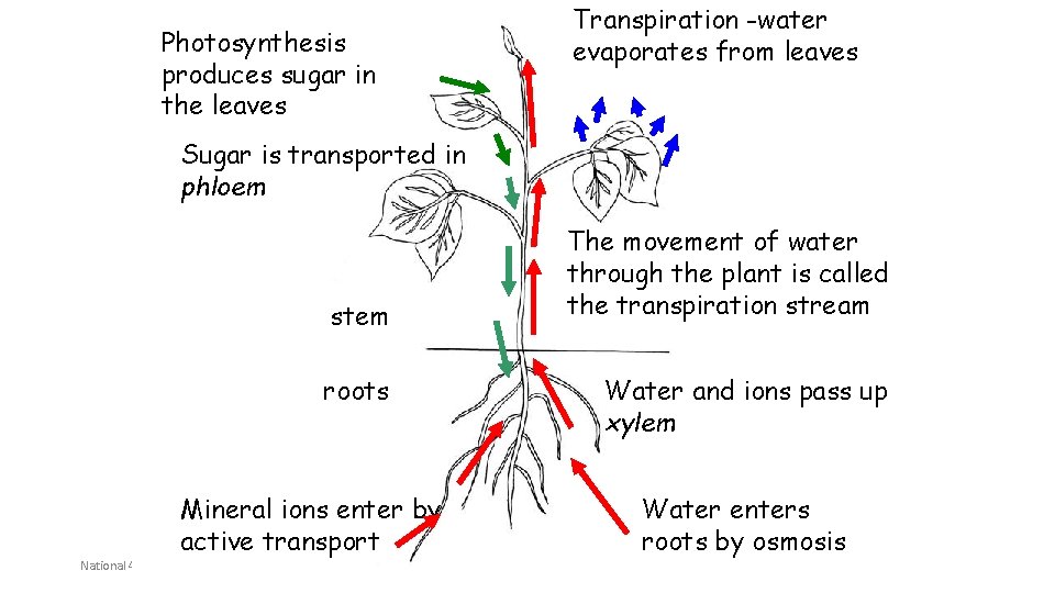 Photosynthesis produces sugar in the leaves Transpiration -water evaporates from leaves Sugar is transported