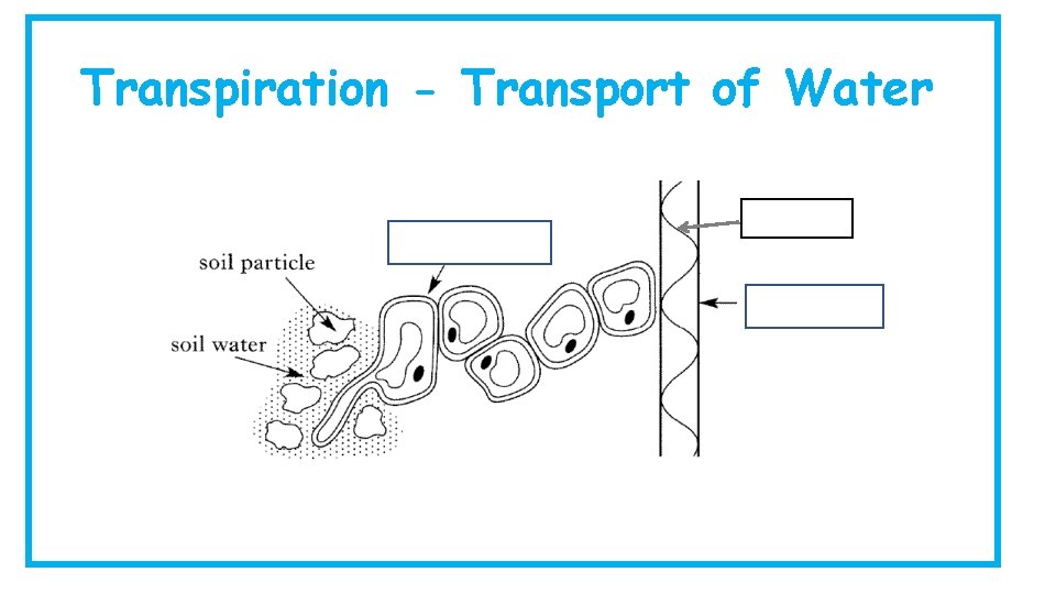 Transpiration - Transport of Water lignin xylem vessel 