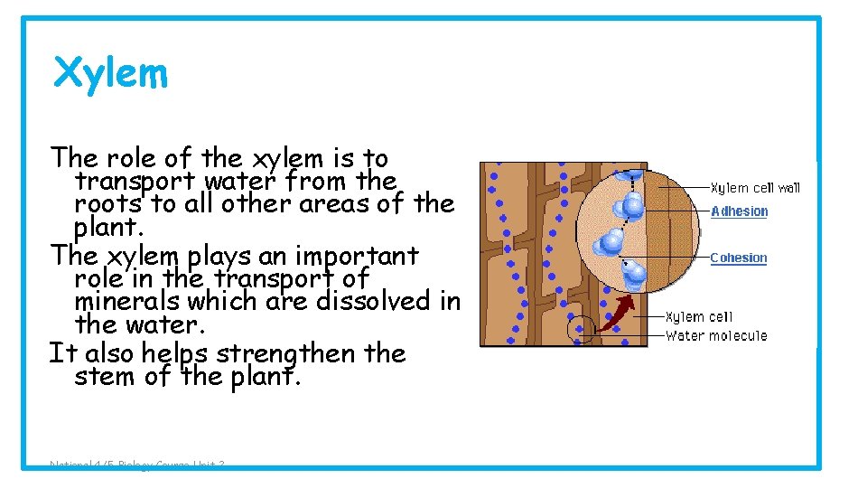 Xylem The role of the xylem is to transport water from the roots to