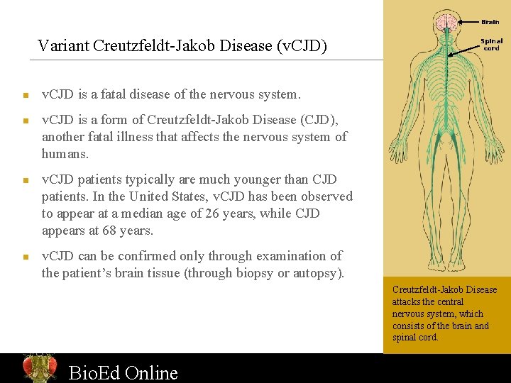 Brain Variant Creutzfeldt-Jakob Disease (v. CJD) n n Spinal cord v. CJD is a