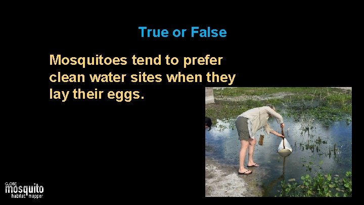 True or False Mosquitoes tend to prefer clean water sites when they lay their
