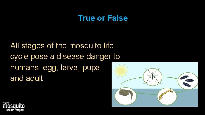 True or False All stages of the mosquito life cycle pose a disease danger