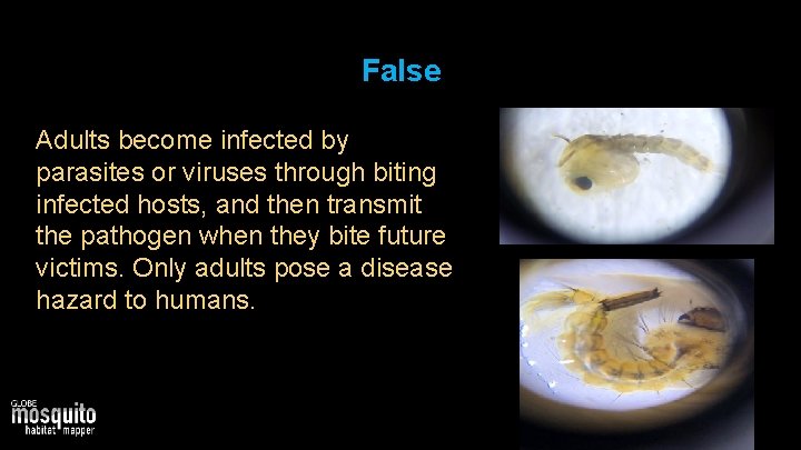 False Adults become infected by parasites or viruses through biting infected hosts, and then