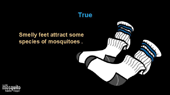 True Smelly feet attract some species of mosquitoes. 