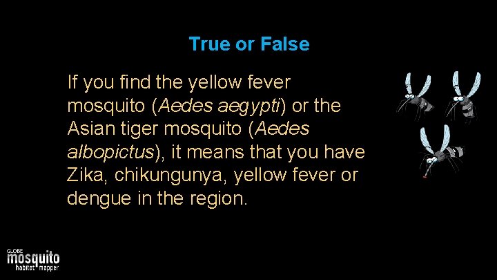 True or False If you find the yellow fever mosquito (Aedes aegypti) or the