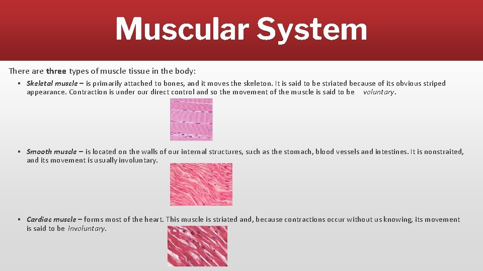 Muscular System There are three types of muscle tissue in the body: ▪ Skeletal