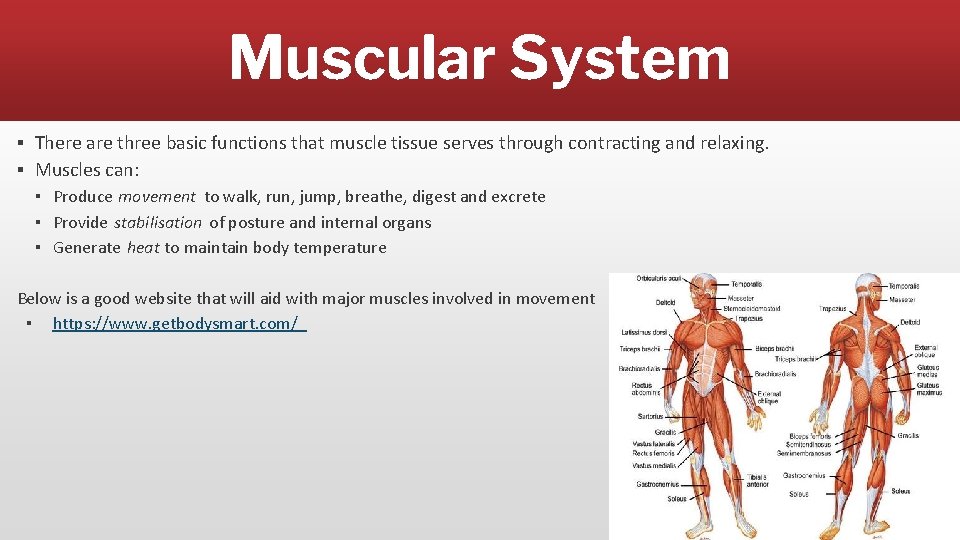 Muscular System ▪ There are three basic functions that muscle tissue serves through contracting