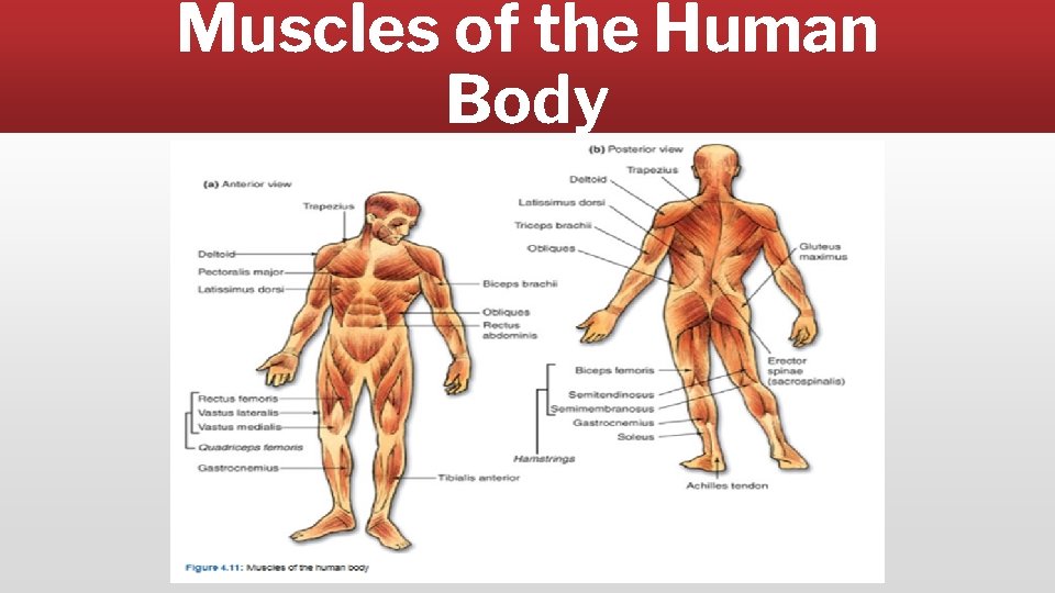 Muscles of the Human Body 
