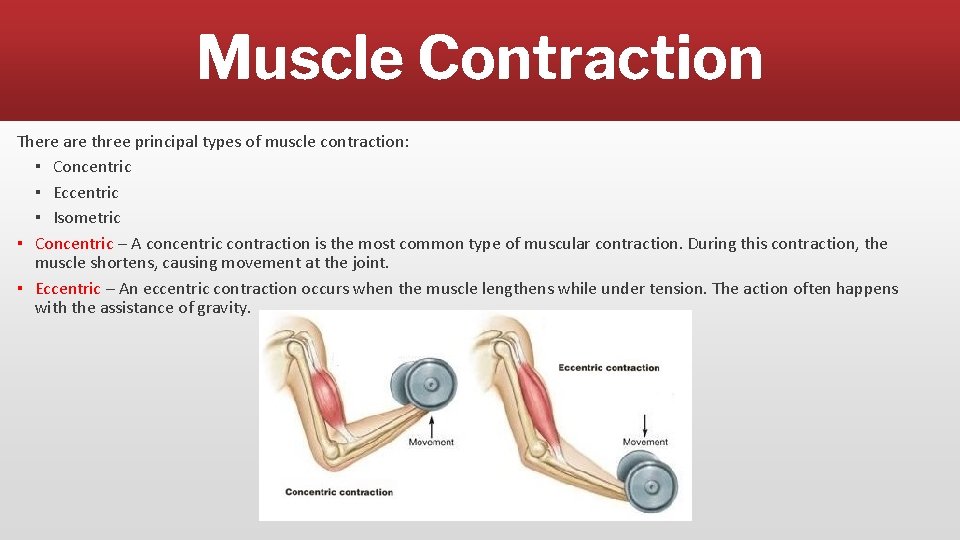 Muscle Contraction There are three principal types of muscle contraction: ▪ Concentric ▪ Eccentric