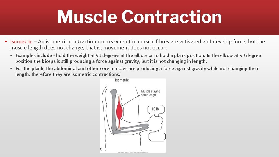Muscle Contraction ▪ Isometric – An isometric contraction occurs when the muscle fibres are