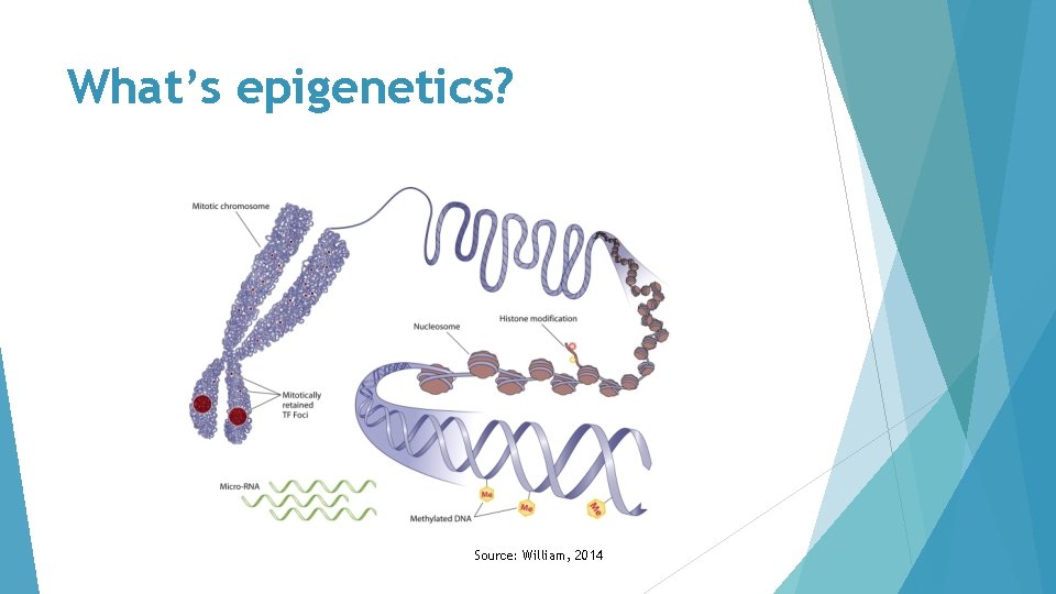 What’s epigenetics? Source: William, 2014 