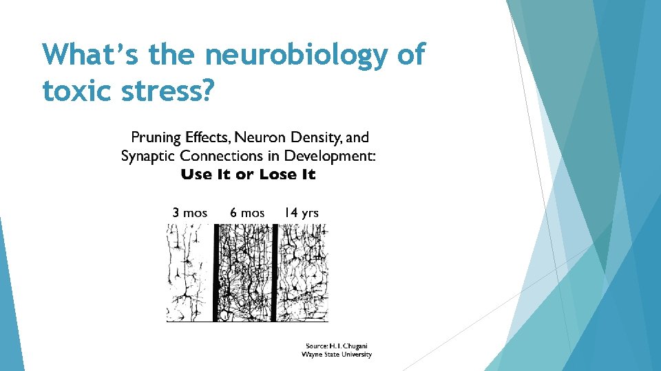What’s the neurobiology of toxic stress? 