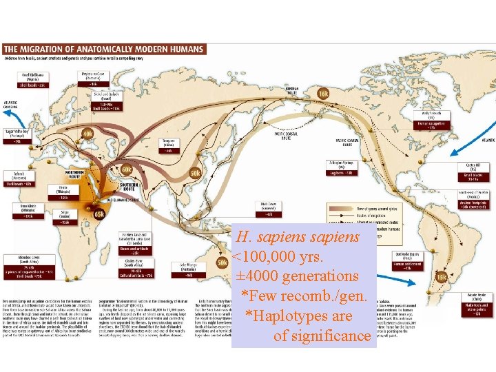 H. sapiens <100, 000 yrs. ± 4000 generations *Few recomb. /gen. *Haplotypes are of