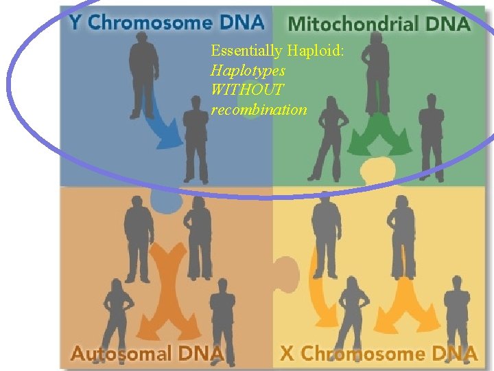 Essentially Haploid: Haplotypes WITHOUT recombination 