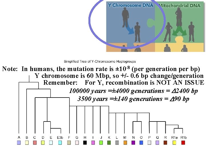 Note: In humans, the mutation rate is ± 10 -8 (per generation per bp)