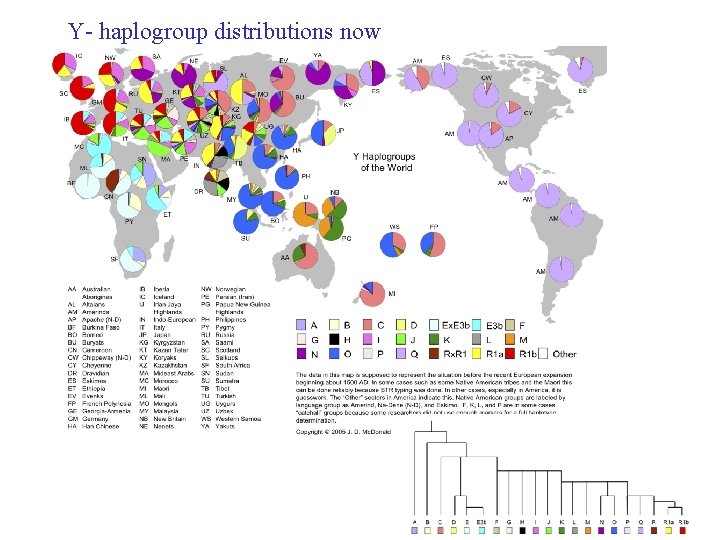 Y- haplogroup distributions now 