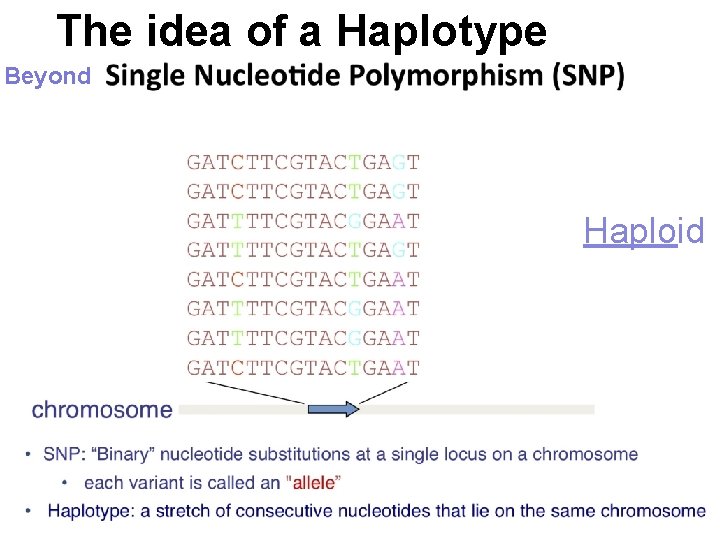 The idea of a Haplotype Beyond Haploid 