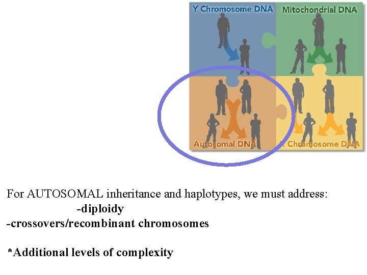 For AUTOSOMAL inheritance and haplotypes, we must address: -diploidy -crossovers/recombinant chromosomes *Additional levels of