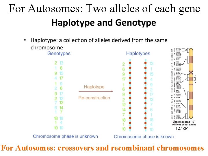 For Autosomes: Two alleles of each gene 127 c. M For Autosomes: crossovers and