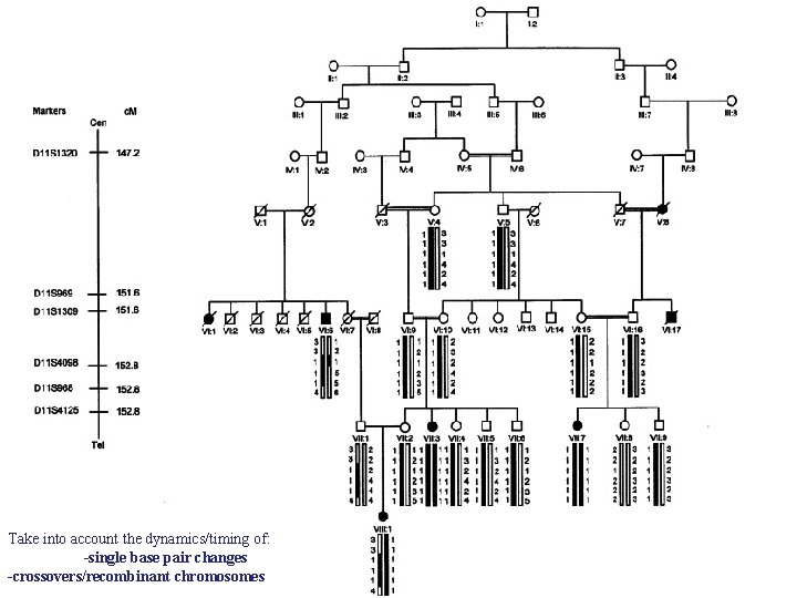 Take into account the dynamics/timing of: -single base pair changes -crossovers/recombinant chromosomes 