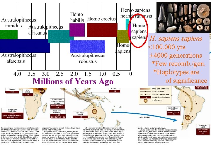 H. sapiens <100, 000 yrs. ± 4000 generations *Few recomb. /gen. *Haplotypes are of