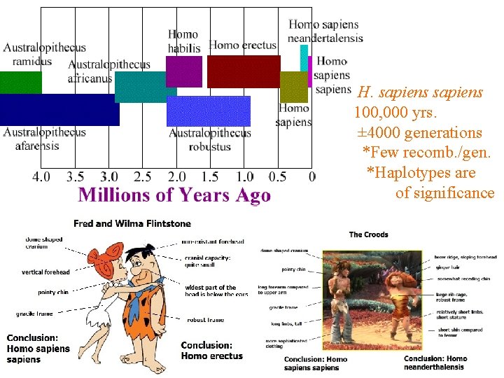 H. sapiens 100, 000 yrs. ± 4000 generations *Few recomb. /gen. *Haplotypes are of