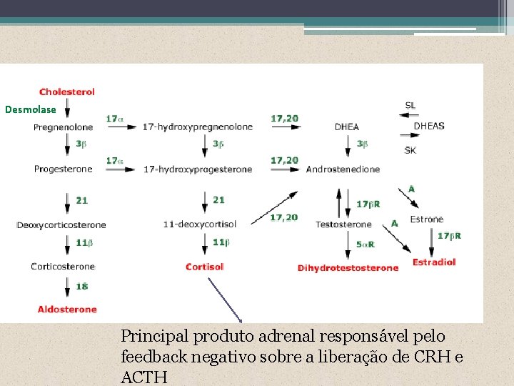 Eixo Hipotálamo-hipófise normal Desmolase Mineralocorticóides Glicocorticóides Esteróides Sexuais Adrenalina Principal produto adrenal responsável pelo