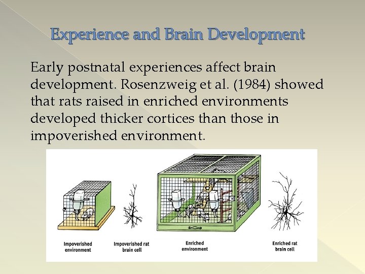 Experience and Brain Development Early postnatal experiences affect brain development. Rosenzweig et al. (1984)