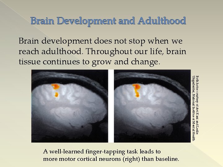 Brain Development and Adulthood Brain development does not stop when we reach adulthood. Throughout