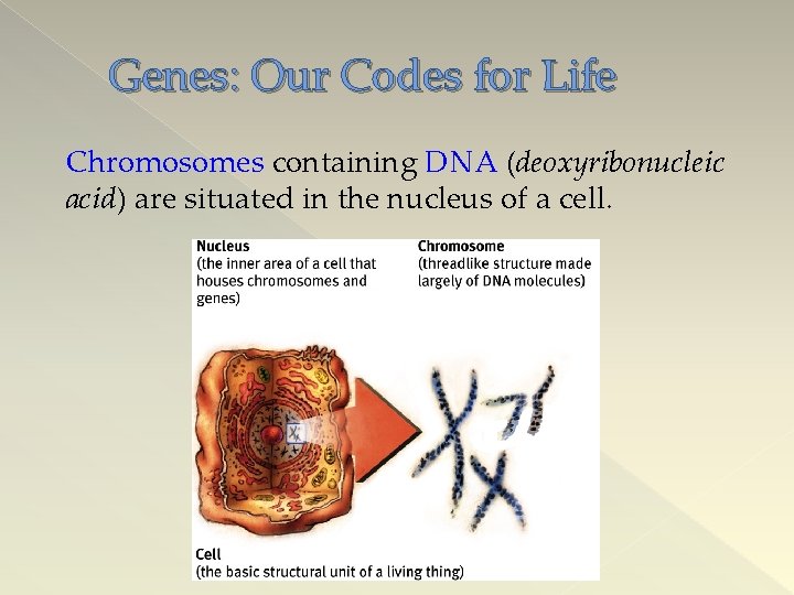 Genes: Our Codes for Life Chromosomes containing DNA (deoxyribonucleic acid) are situated in the