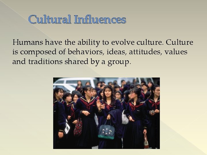 Cultural Influences Humans have the ability to evolve culture. Culture is composed of behaviors,