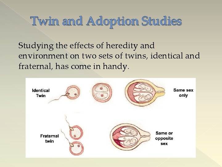 Twin and Adoption Studies Studying the effects of heredity and environment on two sets