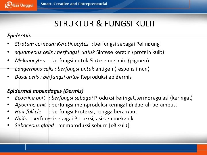 STRUKTUR & FUNGSI KULIT Epidermis • Stratum corneum Keratinocytes : berfungsi sebagai Pelindung •