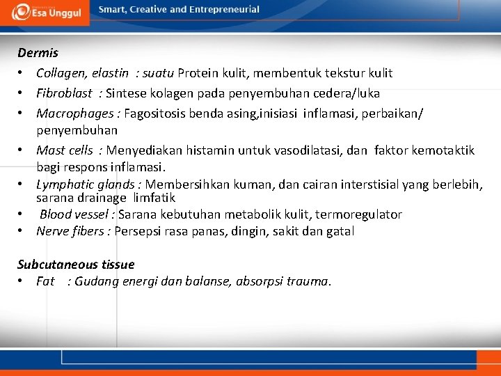 Dermis • Collagen, elastin : suatu Protein kulit, membentuk tekstur kulit • Fibroblast :